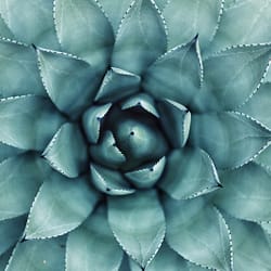 green leafed plant