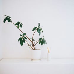 potted green leaf plant on white wooden table